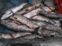 Более 3,5 тонн рыбы изъяли сахалинские полицейские у браконьеров, Фото: 3