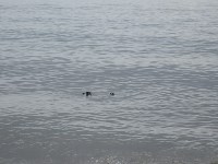 В районе Взморья сахалинцы спасли тюлененка, Фото: 1