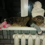 На конкурс astv.ru прислали больше ста фото теплолюбивых сахалинских котиков, и они потрясающие, Фото: 72