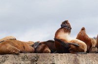 "Бумеранг" знакомит сахалинцев с краснокнижными сивучами, Фото: 5