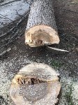 Больше двадцати деревьев спилили в Поронайске, Фото: 6