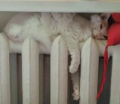 На конкурс astv.ru прислали больше ста фото теплолюбивых сахалинских котиков, и они потрясающие, Фото: 1