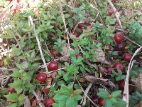 Чехарда с ценами на ягоду удивила сахалинцев, Фото: 5