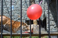 Тигру в сахалинском зоопарке исполнилось 9 лет, Фото: 2