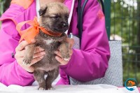 В рамках выставки беспородных собак в Южно-Сахалинске 8 питомцев обрели хозяев, Фото: 197