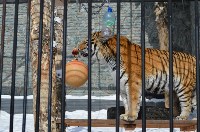 День кошек отпраздновали в южно-сахалинском зоопарке, Фото: 4
