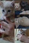 Сахалинский военнослужащий спас беременную кошку и передал её волонтёрам, Фото: 3