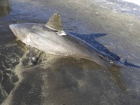 Учёные исследовали выброшенную на берег беременную акулу, Фото: 3
