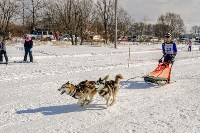 В гонках на собачьих упряжках приняли участие 22 команды со всего Сахалина, Фото: 9