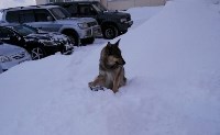 На Сахалине спасли беременную собаку с капканом на лапе, Фото: 1
