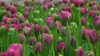 К 8 марта на Сахалине вырастили 400 тысяч тюльпанов, Фото: 4
