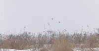 На Сахалине не отменяют сезон охоты на птиц, Фото: 3