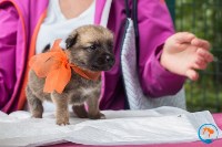 В рамках выставки беспородных собак в Южно-Сахалинске 8 питомцев обрели хозяев, Фото: 171