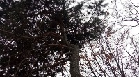 Сову уберегли от ворон спасатели Южно-Сахалинска: Фото 2 Сову уберегли от ворон спасатели Южно-Сахалинска, Фото: 2