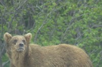Молодой медведь пришёл на полигон в Северо-Курильске, Фото: 3