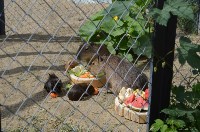 «Водных свинок» в зоопарке Южно-Сахалинска накормили арбузом, Фото: 5