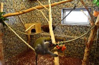 При реконструкции вальеров для обезьян в сахалинском зоопарки использовали мировой опыт, Фото: 2