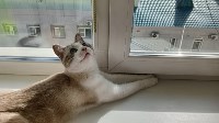 Мужчину, кота и кошку спасли при пожаре в Южно-Сахалинске, Фото: 3