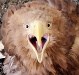 История крылатой любви: на Сахалине искалеченный орлан пытается покорить сердце однокрылой самки, Фото: 1