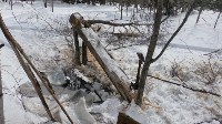 Несколько благородных оленей погибли на Сахалине, Фото: 2