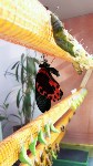 Сад бабочек, Фото: 2