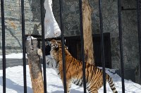 День кошек отпраздновали в южно-сахалинском зоопарке, Фото: 6