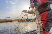 Браконьеры уничтожают сахалинского тайменя, Фото: 2