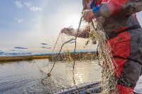 Браконьеры уничтожают сахалинского тайменя, Фото: 2