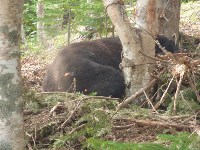Медведя спасли из браконьерской ловушки на юге Сахалина , Фото: 6