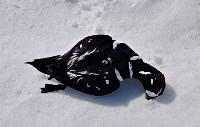 Десятки мёртвых птиц обнаружили на Курилах , Фото: 1