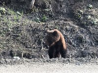 Медведь вышел к людям в районе Арсентьевки, Фото: 2