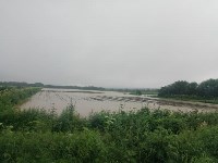 Совхоз затопило на Сахалине в результате мощного ливня, Фото: 4