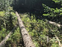 Директор сахалинского предприятия попал под уголовную статью за срубленные деревья, Фото: 2