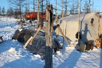 Якутские олени обживаются на севере Сахалина: фоторепортаж из Ногликского района, Фото: 66