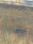 Двух молодых медведей заметили недалеко от школы в Курильске, Фото: 2