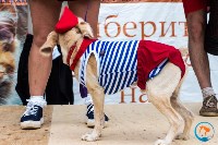 В рамках выставки беспородных собак в Южно-Сахалинске 8 питомцев обрели хозяев, Фото: 227
