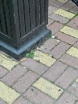 Мэр Невельска прогулялся по новому скверу и расстроился, Фото: 3