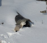 Горностаи готовятся к зиме в Северо-Курильске, Фото: 4