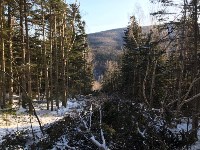 Сахалинские экологи выявили масштабную рубку леса на горе Большевик, Фото: 6
