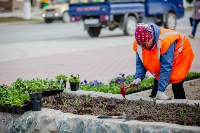 Высадка цветов началась в Южно-Сахалинске , Фото: 2