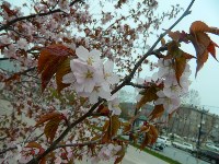 Цветение сакуры, Фото: 7