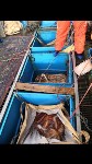 Более шести тонн неучтенного осьминога обнаружили на пяти японских судах у Курил, Фото: 7