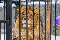 День рождения льва Лорда, Фото: 18