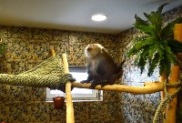 При реконструкции вальеров для обезьян в сахалинском зоопарки использовали мировой опыт, Фото: 3