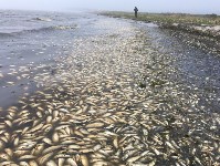 Экологи обвиняют "Эксон" в гибели сельди у берегов Сахалина, Фото: 4