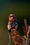 Фото Романа Васильева, Фото: 2