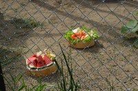 «Водных свинок» в зоопарке Южно-Сахалинска накормили арбузом, Фото: 2