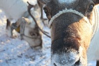 Якутские олени обживаются на севере Сахалина: фоторепортаж из Ногликского района, Фото: 80