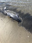 Детеныша дельфина выбросило на берег моря в Холмском районе, Фото: 3