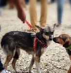 В рамках выставки беспородных собак в Южно-Сахалинске 8 питомцев обрели хозяев, Фото: 226